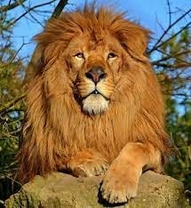 Quels sont les pays qui ont le lion d'afrique pour emblème ?