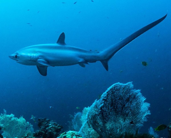 Comment reconnaît-on facilement un requin-renard ?