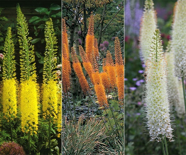 Donnez le nom usuel de cette fleur :
