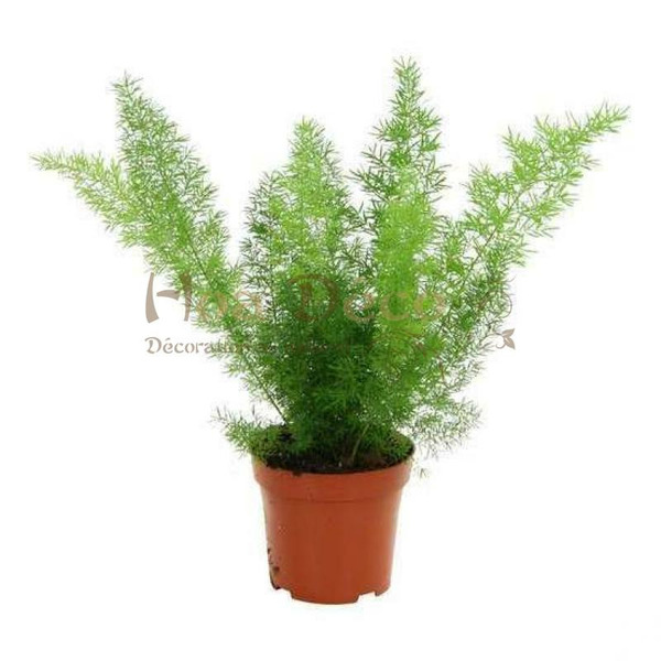 Donnez le nom usuel, le nom botanique et la famille de cette plante ?