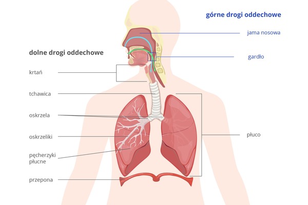 Co tworzy układ oddechowy?