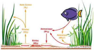 Le cycle de l'azote fonctionne en partie grâce à la bactérie du nom: