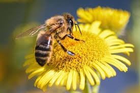 Cet insecte pollinisateur est...