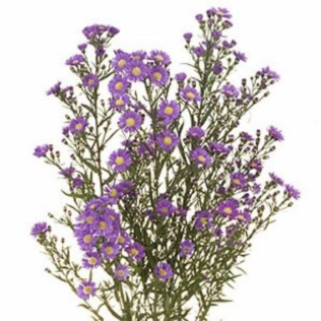 Donnez le nom usuel et le nom botanique de cette fleur: