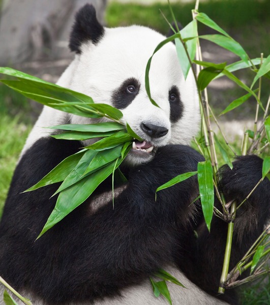 Les pandas passent un quart de leur temps à se nourrir.