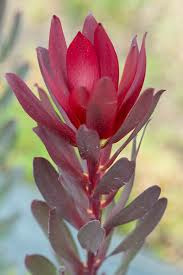 Donnez le nom usuel de cette fleur :