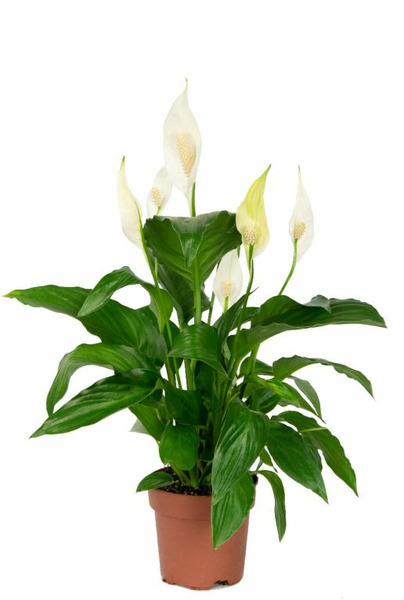 Donnez le nom usuel, le nom botanique et la famille de cette plante :