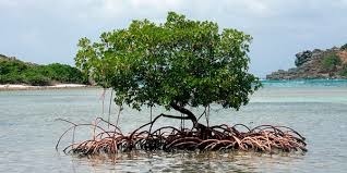 Quel arbre des régions tropicales se caractérise par ses racines aériennes ?