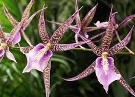Donnez le nom usuel et le nom botanique de cette fleur :
