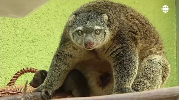 On m'appelle cassoulet, je vis en Australie et en Nouvelle Guinée, je suis un marsupial !