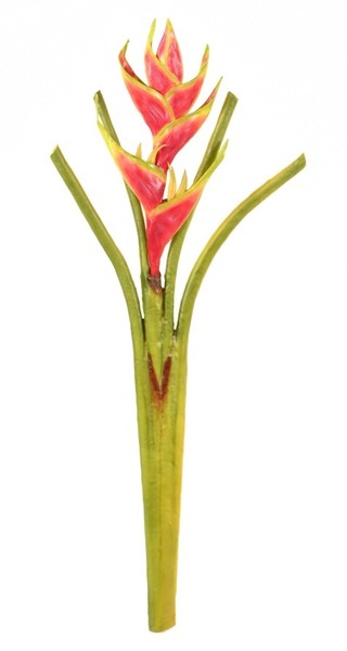 Donnez le nom usuel de cette fleur :