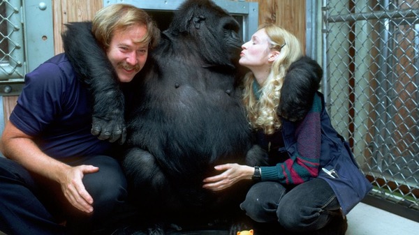 Quelle était la particularité de la gorille Koko ?