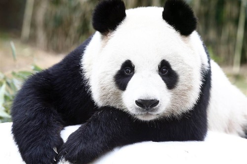 A quoi ressemblent les pandas à leur naissance ?