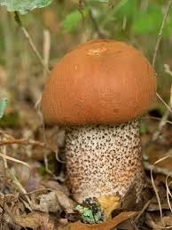 Quel est ce champignon ?