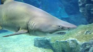 Quel requin vit aussi bien en eau douce qu'en eau salée ?