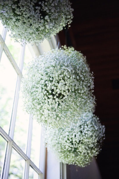 Donnez le nom usuel et le nom botanique de cette fleur ?
