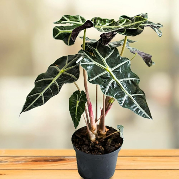 Donnez le nom usuel de cette plante ?