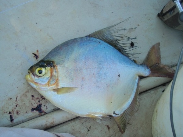 C'est un poisson très courant dans les rivières de Guyane !