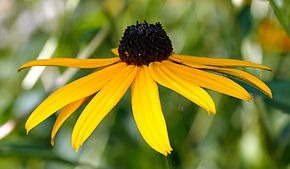 Quelle est la famille de cette fleur ?