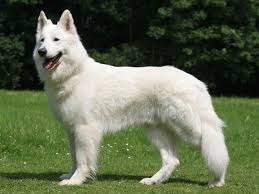 La race de chien Berger blanc est originaire de quel pays ?