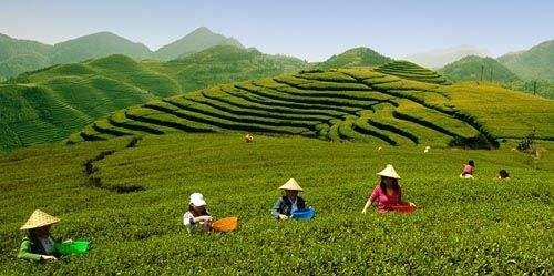 Quel est le principal pays producteur de thé au monde ?