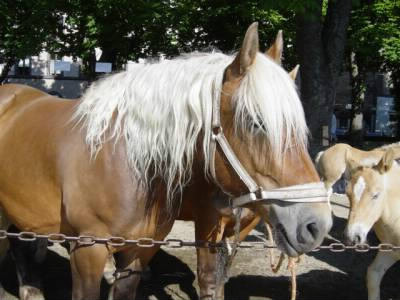 Si un cheval a la crinière blanche et le corps marron ça s'appelle...