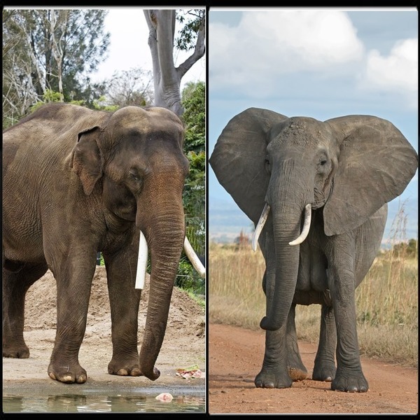 Sur cette photo se trouve un éléphant d'Afrique et un éléphant d'Asie.