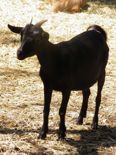 Comment se nommait la chèvre de Maha ?
