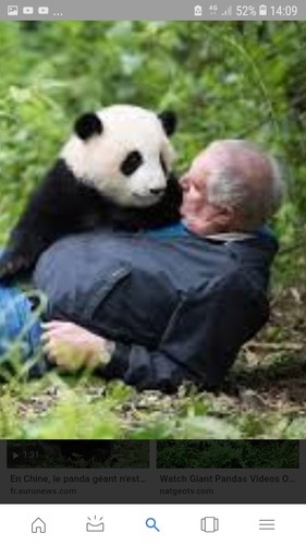 Est-ce que les pandas ont besoin de boire de l'eau si ils mangent du bambou ?