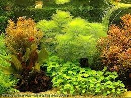 Tous les végétaux aquatiques sont-ils des algues ?