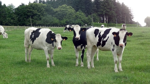 Selon les scientifiques, quel gaz à effet de serre les vaches émettent-elles avec leurs flatulences ?