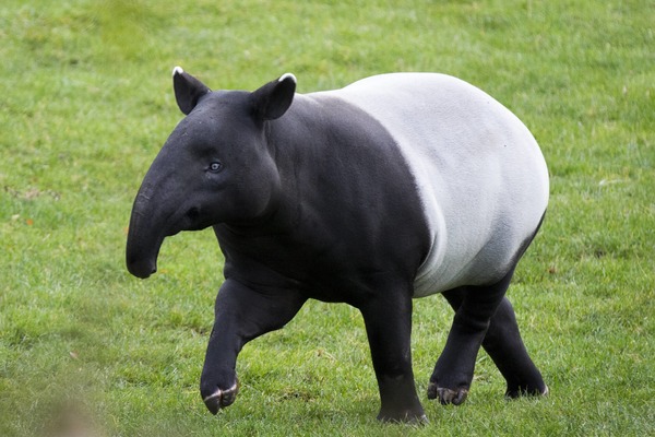 Comme vous ne l'ignorez pas, on trouve cette espèce de tapir en Amérique du Sud et Centrale !