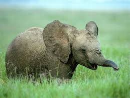 Quelle est la différence entre l'éléphant d'Afrique et l'éléphant d'Asie.