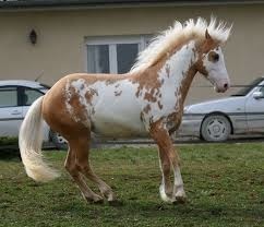 De quelle couleur est ce cheval ?