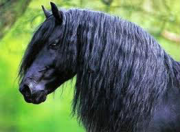 Les chevaux qui ont une robe noire et une crinière noire crollé sont principalement des ?