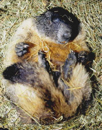 La marmotte hiberne ?