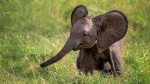 Quelle est la durée de la grossesse de l’éléphant ?