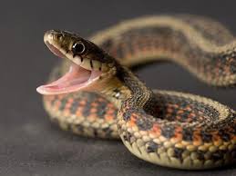 Lequel des cinq sens manque au serpent ?