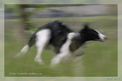 Quel est le chien le plus rapide ?