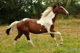 Comment appelle-t-on la couleur de ce cheval ?