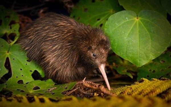 Pourquoi surnomme-t-on les Néo-zélandais "kiwi" ?