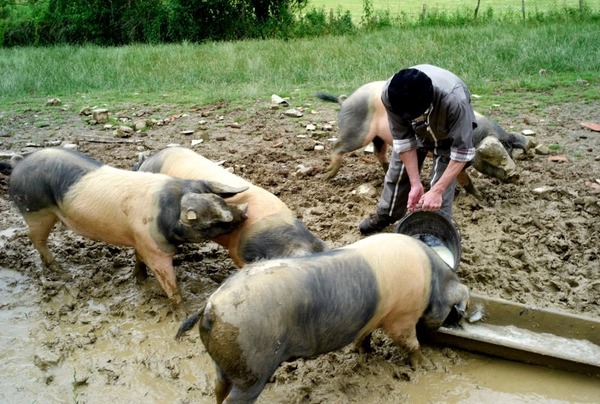 Le porc basque est le porc :