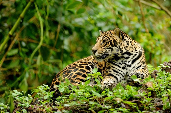 Comment appelle-t-on les taches sur le pelage du jaguar du Costa Rica ?
