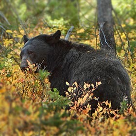 Vrai ou faux : D’année en année, l’ours noir migre selon un trajet presque immuable.