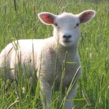 Quel est le "cri" de l'agneau ?