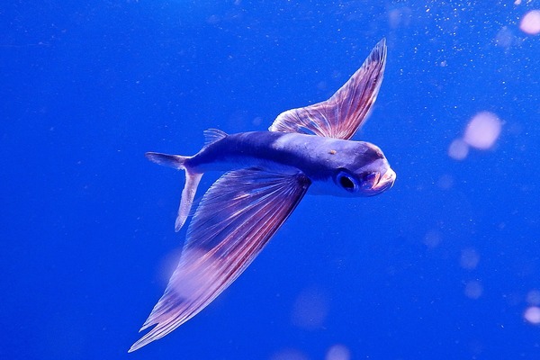 Près de 70 espèces de poissons sont capables de voler !