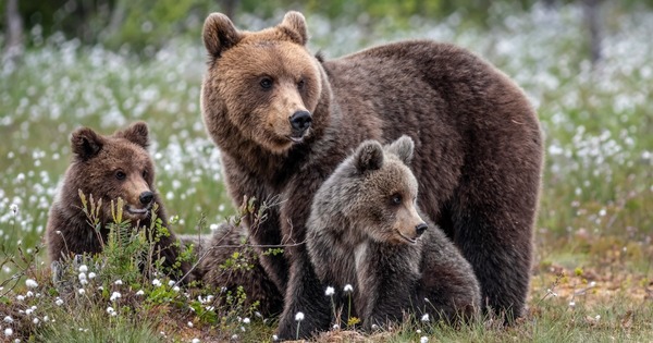 Où trouve-t-on des ours bruns ?
