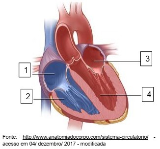 O coração possui um mecanismo dividido em quatro câmaras. Quais são?