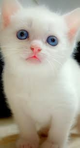 Le chat en a plusieurs !