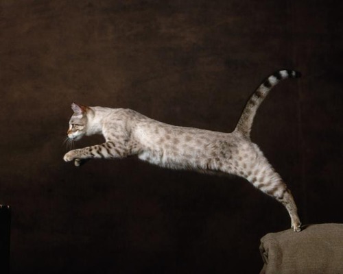 Un chat peut sauter jusqu’à 5 fois sa propre hauteur.